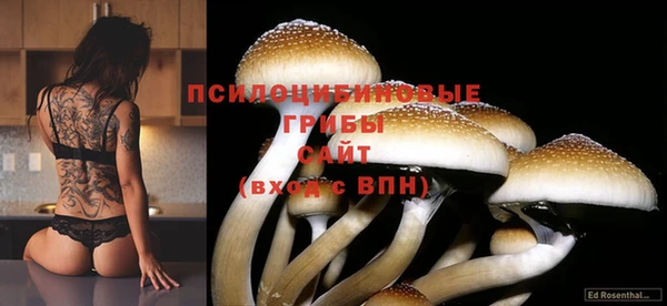 PSILOCYBIN Бугульма